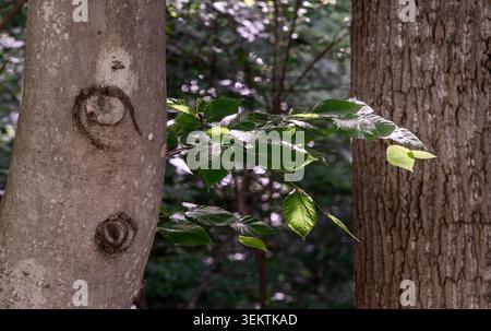 The weathered bark of a mature tree Stock Photo