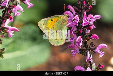 A Clouded Yellow Butterfly on a flower Stock Photo