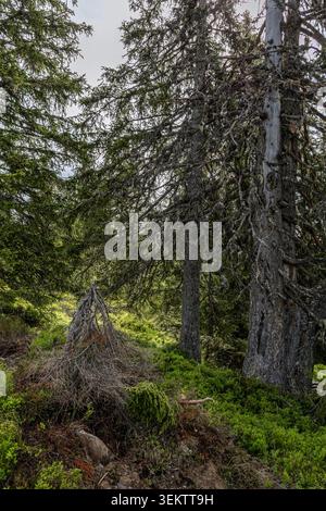 Mossy trail winds through tall pine trees. Green undergrowth blankets ...
