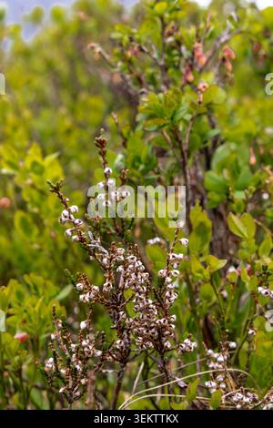 Close-up of alpine heath with delicate white blossoms against a blurred green background. The image captures the natural beauty of the Austrian Alps, Stock Photo
