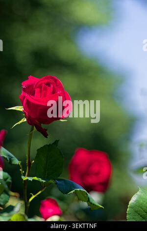 Single Red Rose Against Soft Green Bokeh Background with Elegant Garden Atmosphere Stock Photo