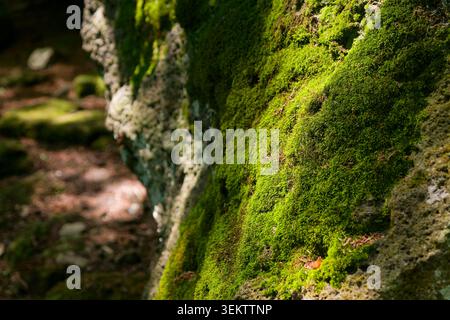 Lush Green Moss Covering Stone Surface in Sunlight, Natural Texture Background from Japanese Temple Garden Stock Photo