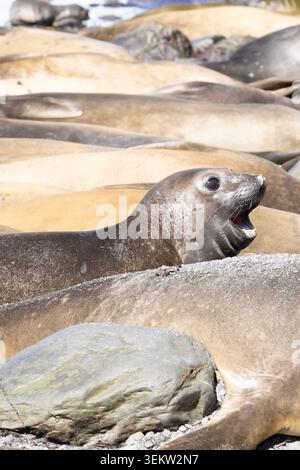 Southern Elephant Seal (Mirounga Leonina) waking from their huddle in Cumberland Bay, South Georgia Stock Photo