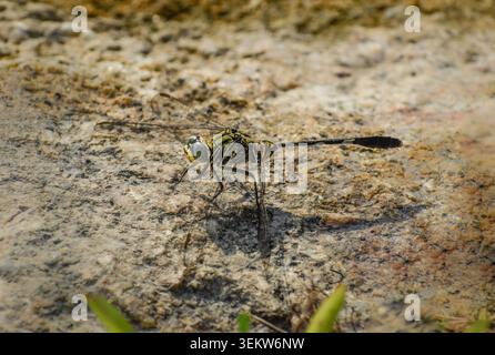 A variegated green skimmer dragonfly perching on a rock. Photographed in the western part of Singapore. Stock Photo