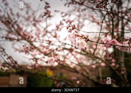 Close view of spring cherry blossom on a slender branch, with pink sakura flowers, buds and soft focus background showing seasonal nature, delicate pe Stock Photo