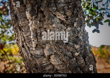 Close-up detail of thick, rugged cork oak bark, Quercus suber, showing deep furrows, layered texture, and a tree trunk in a Mediterranean forest in Fr Stock Photo