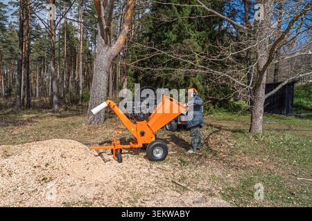 Man operating a wood chipper turning tree branches into mulch in Estonia, Northern Europe, mid Stock Photo