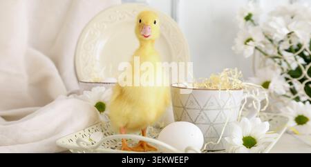 cute yellow duckling standing on decorative tray with white egg, spring flowers and soft pastel home decor, adorable baby duck portrait for Easter, fa Stock Photo