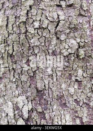 Close-up vertical shot of detailed, rugged tree bark covered in light green lichen and moss. Perfect natural textured background for organic, rustic, Stock Photo