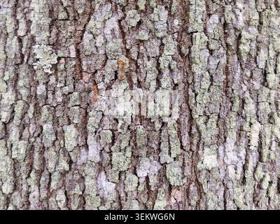 Close-up full frame shot of weaver red ants crawling on rugged tree bark covered in pale green lichen. Ideal textured background for nature, wildlife, Stock Photo