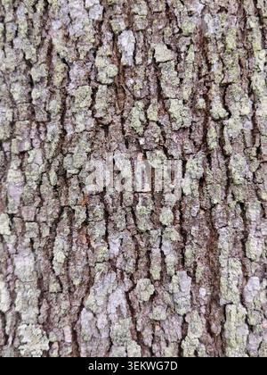 Detailed vertical close-up of a small red ant navigating rugged tree bark covered in green moss and lichen patches. Great natural textured background Stock Photo