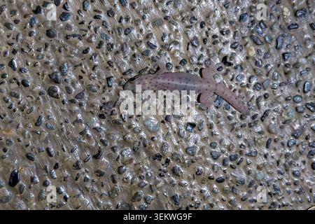 A high-angle close-up shot of a small, translucent house gecko resting on a wet pebble wash pavement background, highlighting its pale body against th Stock Photo