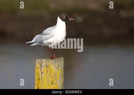 Black-headed gull Stock Photo