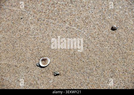 Small seashells scattered on wet beach sand under natural sunlight Stock Photo