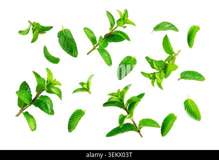 Seamless Pattern Concept of Fresh Mojito Mint Leaves and Sprigs Scattered on White Background Stock Photo
