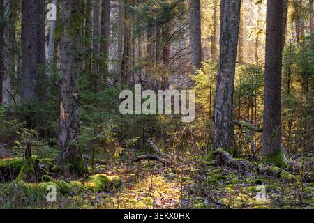 Sun beams are warmly illuminating tall forest trees and a natural woodland floor, showing lush green moss, dry leaves, and small branches scattered am Stock Photo