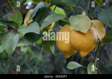 Close up shot of a pair of large ripe yellow lemons hanging from a green leafy branch on a Mediterranean citrus tree fruit orchard Stock Photo