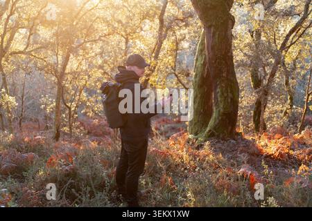 Man with backpack checking his smartphone in a sunlit autumnal forest trail Stock Photo
