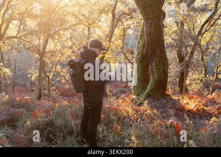 Hiker with backpack using smartphone in a forest enjoying golden hour light Stock Photo