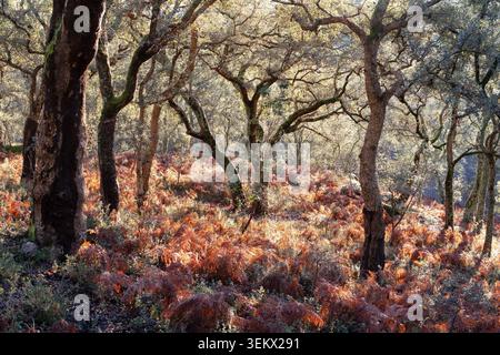 Sun shining through cork oak trees illuminating autumn leaves on the forest floor Stock Photo