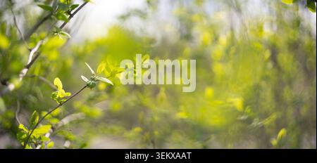 Blurred natural green spring and summer bokeh background. Stock Photo