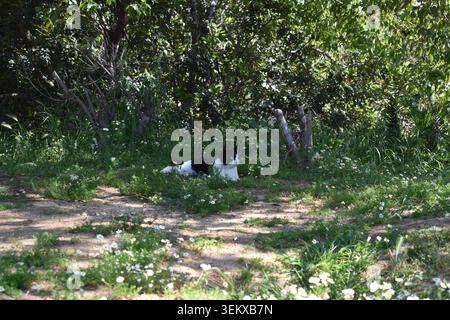 A domestic black and white stray cat resting on green grass surrounded by wild chamomile flowers and daisies in a park Stock Photo