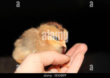 Yellow chick sitting on hand against black background Stock Photo