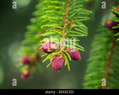Kotka, Finland - 16.05.2021: Macro view of developing purple coniferous strobili on a vibrant green spruce branch with soft bokeh Stock Photo