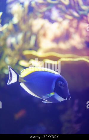 Powder blue tang fish swimming in clear water with blurred coral reef background Stock Photo