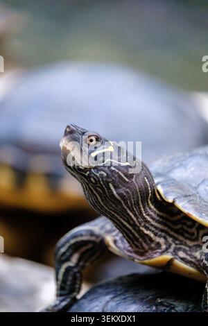 Map turtle showing detail of its head and neck patterns in a close-up view Stock Photo