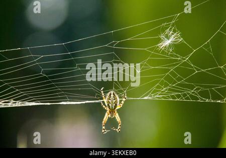 Close-up of Small Spider Hanging on Dew-Covered Spider Web in Green Forest Background Stock Photo