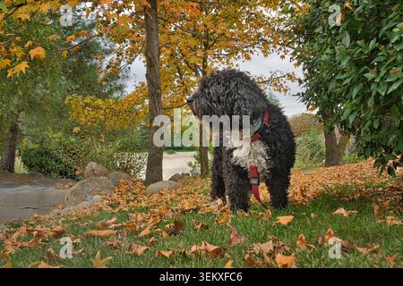 Black Spanish water dog standing among fallen autumn leaves in a park, with trees and golden foliage in the background. Stock Photo