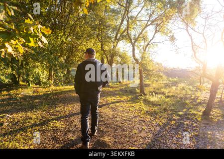 Man walking on a trail through golden autumn woods with sunlight streaming Stock Photo