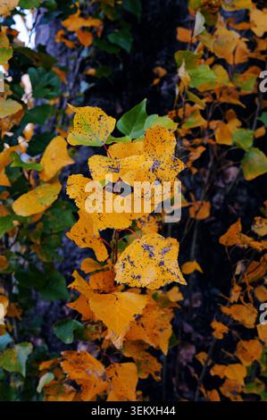 Close-up of bright yellow autumn leaves covered in small dark spots against a blurred dark background, showcasing fall's beauty. Stock Photo