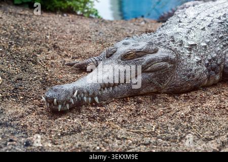 Close-up of an nile crocdile, crocodylus nilotcus resting on sandy riverbank with eyes closed, sharp teeth visible, textured scaly skin, natural wildl Stock Photo