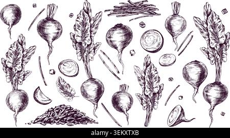 Beet icons set drawn with ink and pen in vintage engraving style. Set of beetroots, cut slices, and leaves for culinary menu design, recipe background Stock Vector