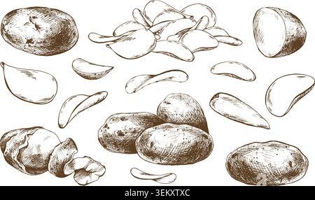 Hand drawn ink illustration of potato set. Raw vegetable, sliced tuber and crispy chip as food ingredient. Vintage etching style sketch collection for Stock Vector