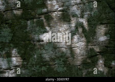 Natural moss covered stone texture with dramatic sunbeams and tree leaf shadows. Abstract green and grey rock surface background in nature. Stock Photo