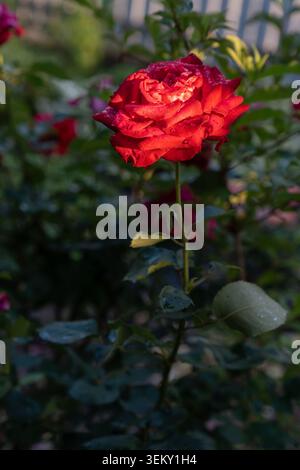 Red rose flower with water droplets on petals blooming in garden at sunset Stock Photo