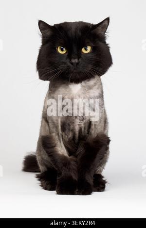 shaved black cat isolated on white background Stock Photo