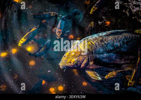 Carp swimming through dark reflective water Stock Photo