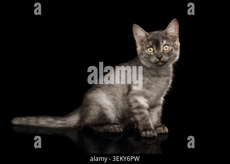 Cute Gray Kitten curious sitting and looking in camera on Isolated Black Background Stock Photo
