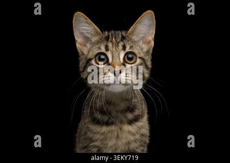 Portrait of brown Kitten with tortoise fur on isolated background, front view Stock Photo