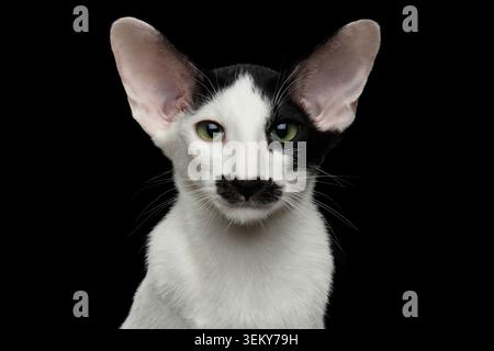 Closeup of Funny Oriental Shorthair looking at camera Isolated on Black background Stock Photo
