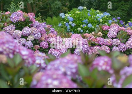 Pink and purple Hydrangea macrophylla blooms with pale centers, framed by a soft blurred foreground. Blue and deep purple hydrangeas create a colorful Stock Photo
