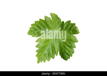 Fresh green leaf of Vitis vinifera isolated on white. Botanical close-up of a grapevine leaf showing natural texture, veins and characteristic lobed s Stock Photo