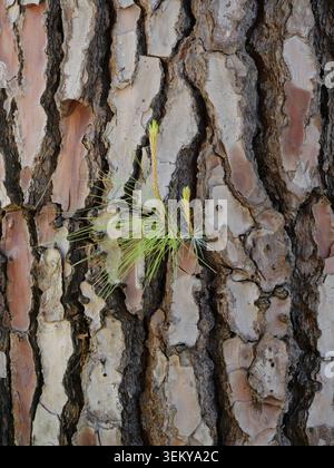 Fresh pine shoot growing from old cracked bark symbolizing life and renewal. Close up. Stock Photo