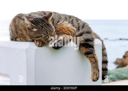 Tabby cat sleeping on a white concrete pedestal near the sea in Paphos, Cyprus, with tail and paw hanging over the edge. Stock Photo