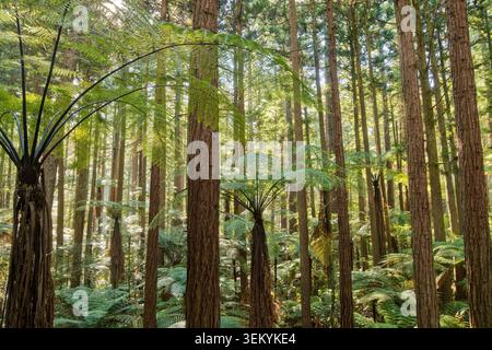 Sunlight shining through the California redwoods and native tree ferns of Whakarewarewa Forest, Rotorua, New Zealand Stock Photo