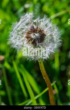 Close up of a Dandelion clock . Quebec,Canada. Stock Photo